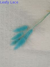 Il pizzo della bolla ha tricottato il tessuto elastico della piega dell'avorio