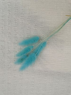 Il pizzo della bolla ha tricottato il tessuto elastico della piega dell'avorio
